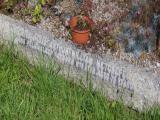 image of grave number 954004